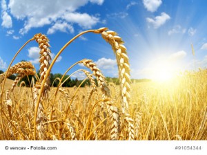 Golden wheat field with sunny sky close up